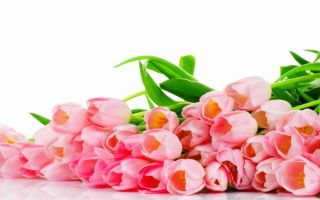 красивые розовые тюльпаны
