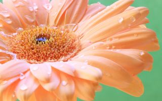 цветок гербера, макро фото с капельками воды на лепестках