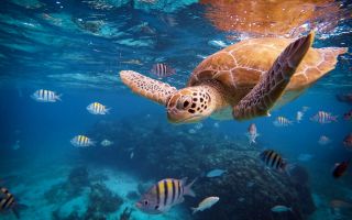 морская черепаха плавает под водой возле рыб