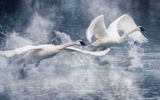 лебеди взлетают над парящей водой