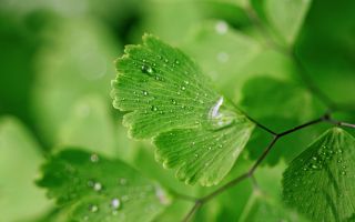 мокрые зеленые листья с капельками воды