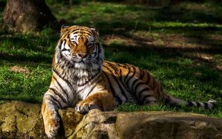большой хищник, тигр лежит на зеленой траве