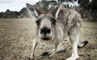 любопытный кенгуру прикольное фото животного