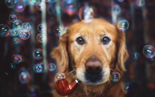 прикольная собака пускает мыльные пузыри
