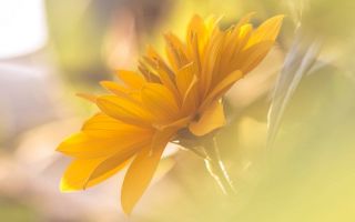 макро фото, цветок с желтыми лепестками