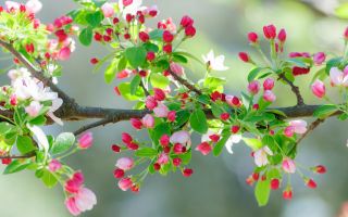 красивое цветение, цветущая ветка, весна, цветы, природа