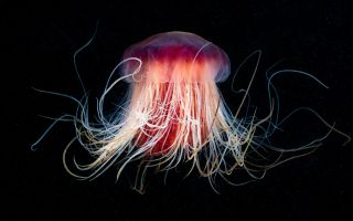 светящаяся медуза с щупальцами
