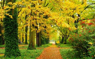 красивая ранняя осень в парке, деревья, трава, листва