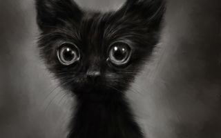 смешной, маленький, черный котенок