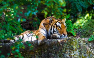 зеленые листья, природа, тигр лежит на камне