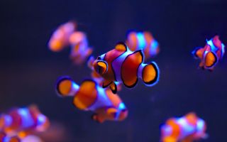 рыба клоун фото ярких рыбок