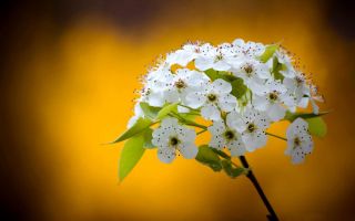 цветущая веточка вишни, белые весенние цветы