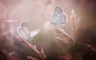 две бабочки сидят на растениях
