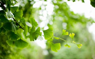 зеленая листва на ветке дерева Гинкго на фоне боке