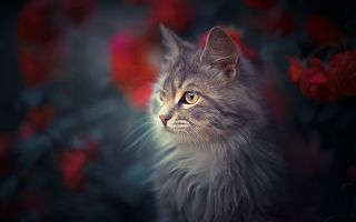 красивая кошка пепельного цвета на размытом фоне цветов