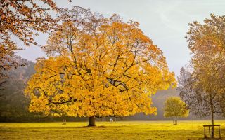 настоящая осень, желтые деревья, красивы пейзаж