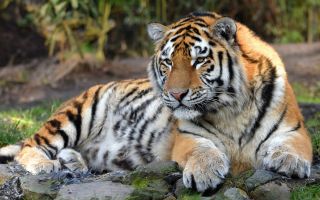 красивый тигр, большая кошка