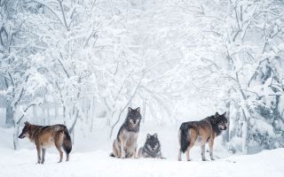 волки в белоснежном лесу, зима, деревья в снегу