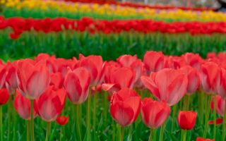 аллея красных тюльпанов, красивые цветы весной