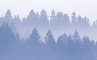 лес в тумане фото пейзажа природы
