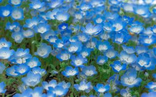 красивые бело-голубые цветы немофилы, поляна весенних цветов